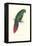 Long Billed Parakeet Macaw Enicogaathus Leptorhynchus Araucaria-Edward Lear-Framed Stretched Canvas