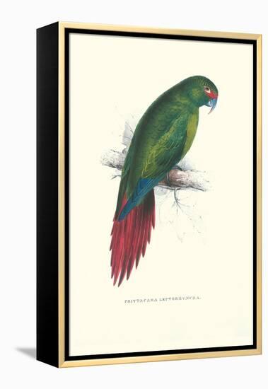 Long Billed Parakeet Macaw Enicogaathus Leptorhynchus Araucaria-Edward Lear-Framed Stretched Canvas