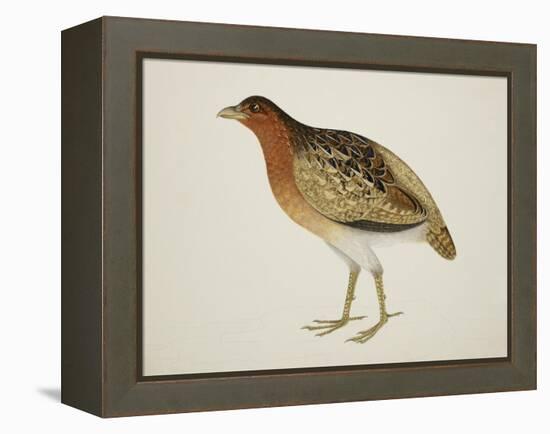 Long-Billed Partridge-J. Briois-Framed Premier Image Canvas