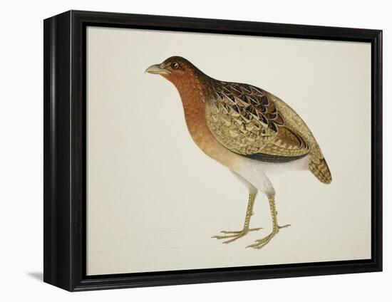 Long-Billed Partridge-J. Briois-Framed Premier Image Canvas