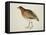 Long-Billed Partridge-J. Briois-Framed Premier Image Canvas