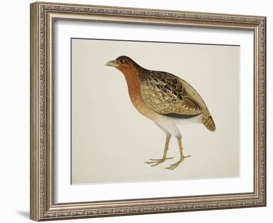 Long-Billed Partridge-J. Briois-Framed Giclee Print