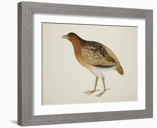 Long-Billed Partridge-J. Briois-Framed Giclee Print