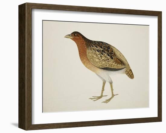 Long-Billed Partridge-J. Briois-Framed Giclee Print