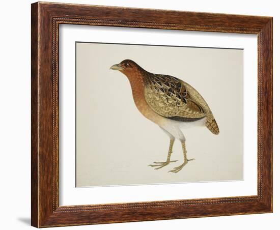 Long-Billed Partridge-J. Briois-Framed Giclee Print