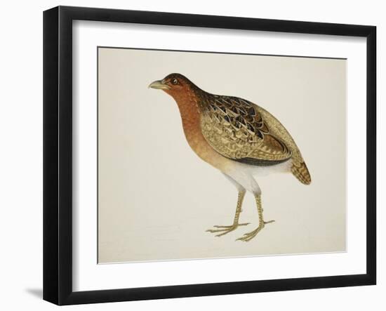 Long-Billed Partridge-J. Briois-Framed Giclee Print