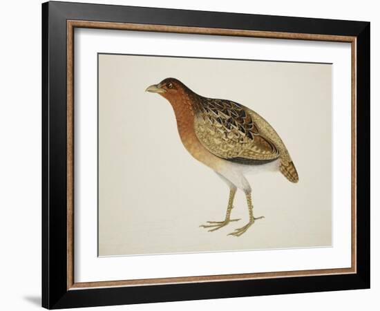 Long-Billed Partridge-J. Briois-Framed Giclee Print