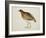 Long-Billed Partridge-J. Briois-Framed Giclee Print