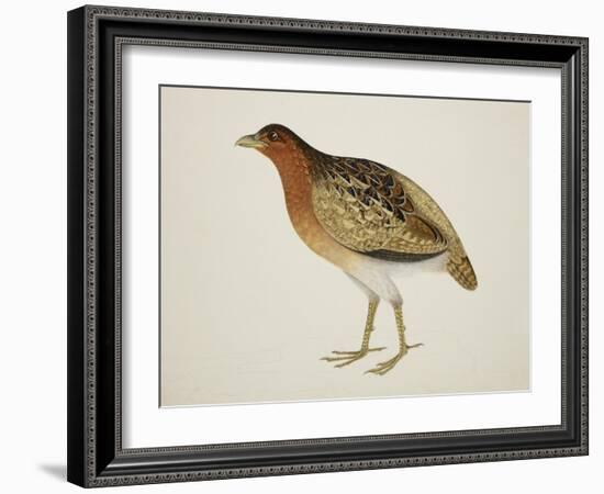 Long-Billed Partridge-J. Briois-Framed Giclee Print