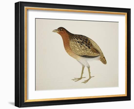 Long-Billed Partridge-J. Briois-Framed Giclee Print