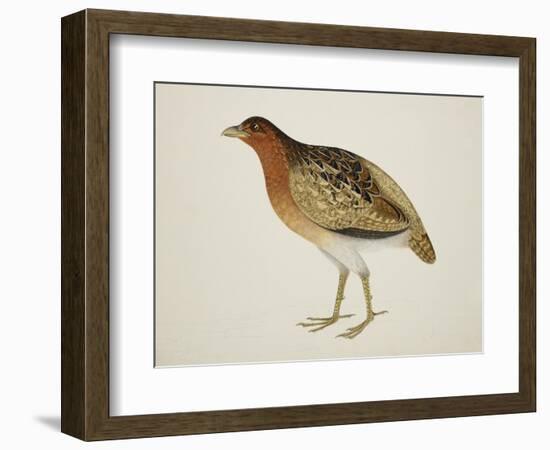 Long-Billed Partridge-J. Briois-Framed Giclee Print