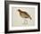 Long-Billed Partridge-J. Briois-Framed Giclee Print