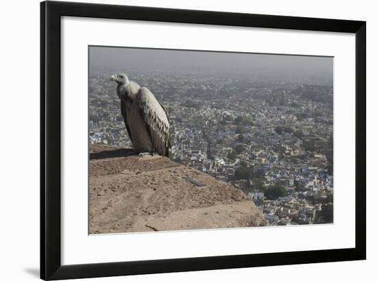 Long-Billed Vulture (Gyps Indicus)-Bernard Castelein-Framed Photographic Print