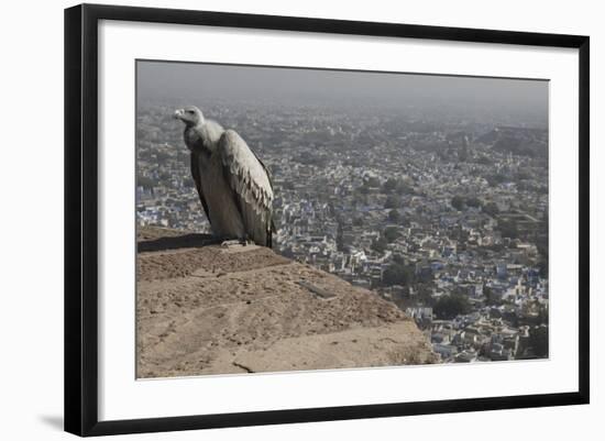 Long-Billed Vulture (Gyps Indicus)-Bernard Castelein-Framed Photographic Print