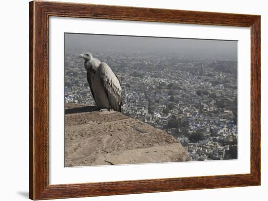 Long-Billed Vulture (Gyps Indicus)-Bernard Castelein-Framed Photographic Print