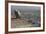 Long-Billed Vulture (Gyps Indicus)-Bernard Castelein-Framed Photographic Print