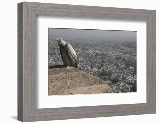 Long-Billed Vulture (Gyps Indicus)-Bernard Castelein-Framed Photographic Print