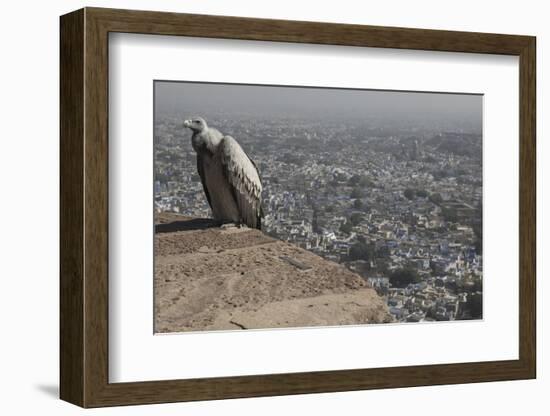 Long-Billed Vulture (Gyps Indicus)-Bernard Castelein-Framed Photographic Print