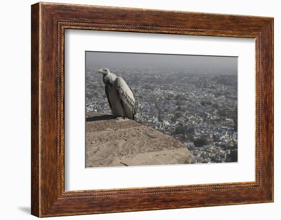 Long-Billed Vulture (Gyps Indicus)-Bernard Castelein-Framed Photographic Print