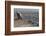 Long-Billed Vulture (Gyps Indicus)-Bernard Castelein-Framed Photographic Print