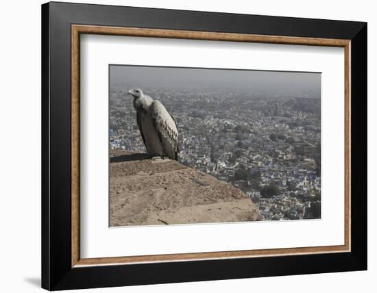 Long-Billed Vulture (Gyps Indicus)-Bernard Castelein-Framed Photographic Print