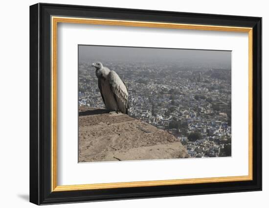 Long-Billed Vulture (Gyps Indicus)-Bernard Castelein-Framed Photographic Print