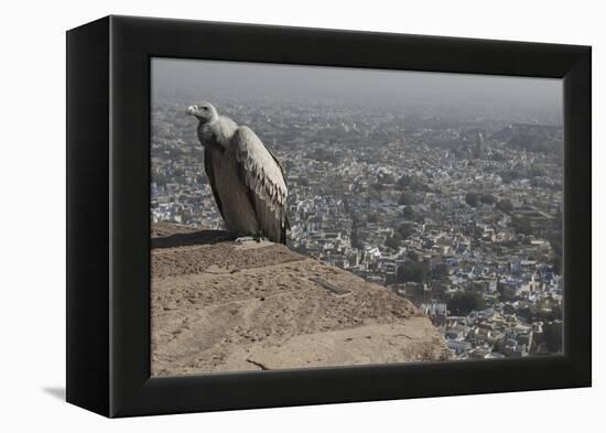 Long-Billed Vulture (Gyps Indicus)-Bernard Castelein-Framed Premier Image Canvas