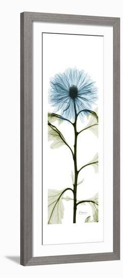 Long Blue Chrysanthemum-Albert Koetsier-Framed Art Print