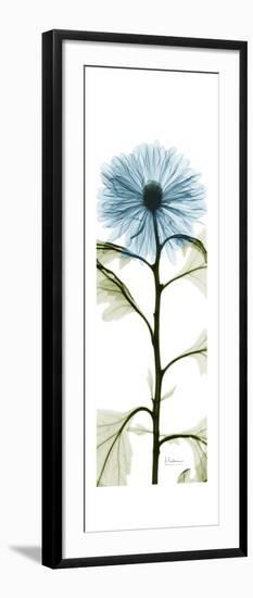 Long Blue Chrysanthemum-Albert Koetsier-Framed Art Print