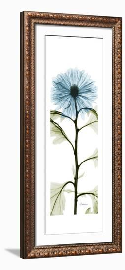 Long Blue Chrysanthemum-Albert Koetsier-Framed Art Print