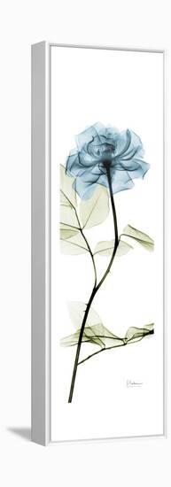 Long Blue Rose-Albert Koetsier-Framed Stretched Canvas