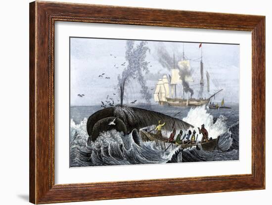 Long Boat Crew Harpooning a Whale--Framed Giclee Print