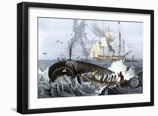 Long Boat Crew Harpooning a Whale-null-Framed Giclee Print