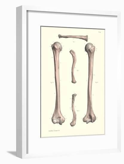 Long Bones of the Leg-null-Framed Art Print