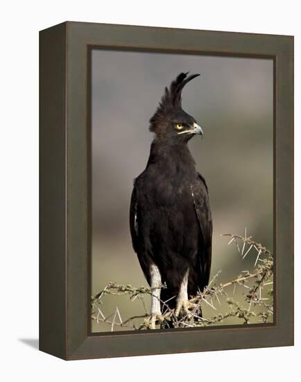 Long-Crested Eagle, Samburu National Reserve, Kenya, East Africa, Africa-James Hager-Framed Premier Image Canvas
