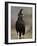 Long-Crested Eagle, Samburu National Reserve, Kenya, East Africa, Africa-James Hager-Framed Photographic Print