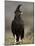 Long-Crested Eagle, Samburu National Reserve, Kenya, East Africa, Africa-James Hager-Mounted Photographic Print