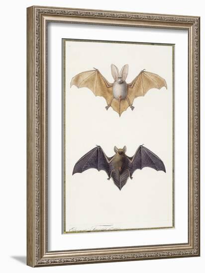 Long-Eared Bat and a Common Bat, 1834-Edouard Travies-Framed Giclee Print