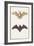 Long-Eared Bat and a Common Bat, 1834-Edouard Travies-Framed Giclee Print
