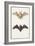 Long-Eared Bat and a Common Bat, 1834-Edouard Travies-Framed Giclee Print