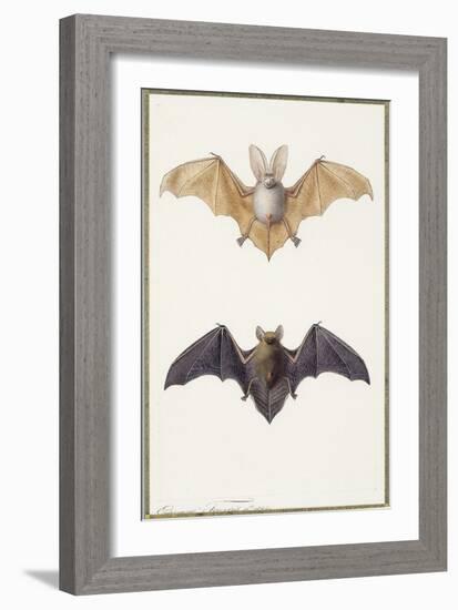 Long-Eared Bat and a Common Bat, 1834-Edouard Travies-Framed Giclee Print