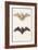 Long-Eared Bat and a Common Bat, 1834-Edouard Travies-Framed Giclee Print