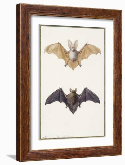 Long-Eared Bat and a Common Bat, 1834-Edouard Travies-Framed Giclee Print