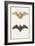 Long-Eared Bat and a Common Bat, 1834-Edouard Travies-Framed Giclee Print