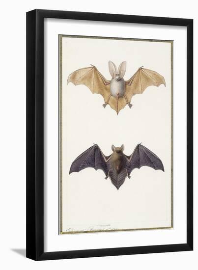 Long-Eared Bat and a Common Bat, 1834-Edouard Travies-Framed Giclee Print