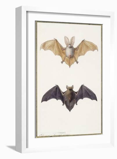 Long-Eared Bat and a Common Bat, 1834-Edouard Travies-Framed Giclee Print