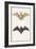 Long-Eared Bat and a Common Bat, 1834-Edouard Travies-Framed Giclee Print