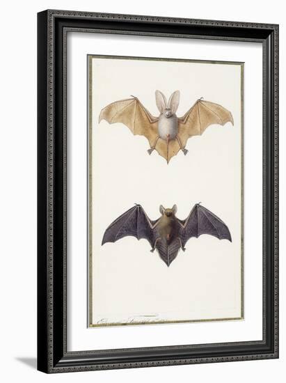 Long-Eared Bat and a Common Bat, 1834-Edouard Travies-Framed Giclee Print