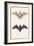 Long-Eared Bat and a Common Bat, 1834-Edouard Travies-Framed Giclee Print