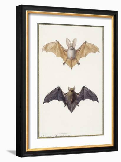 Long-Eared Bat and a Common Bat, 1834-Edouard Travies-Framed Giclee Print